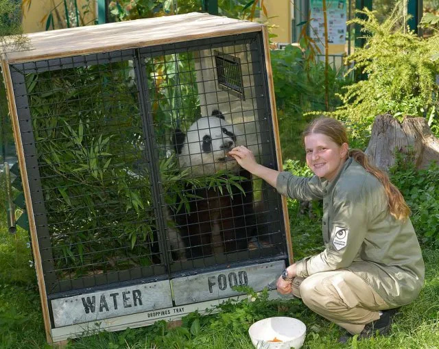 Elhagyja Bécset Fu Hu, a panda