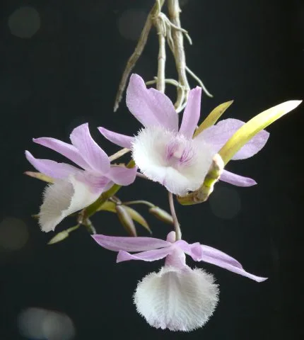 Indonézia csodálatos orchideái