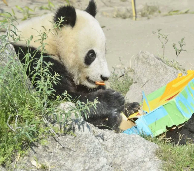 Pandaszülinapot tartottak a Schönbrunni Állatkertben