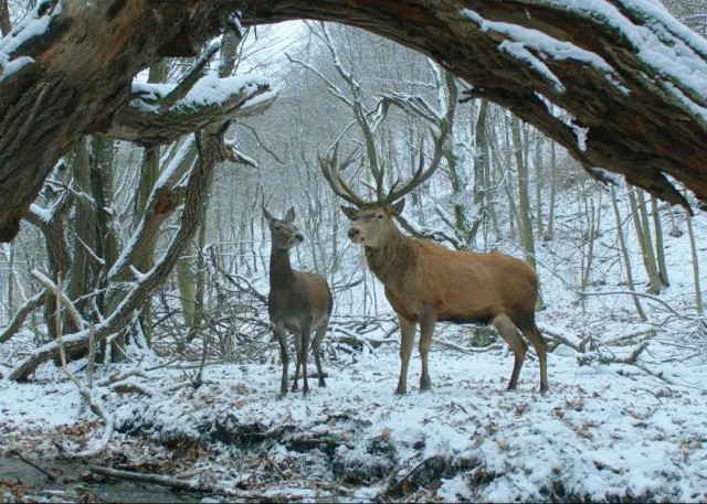 67. Berlinale – Enyedi Ildikó új fimje