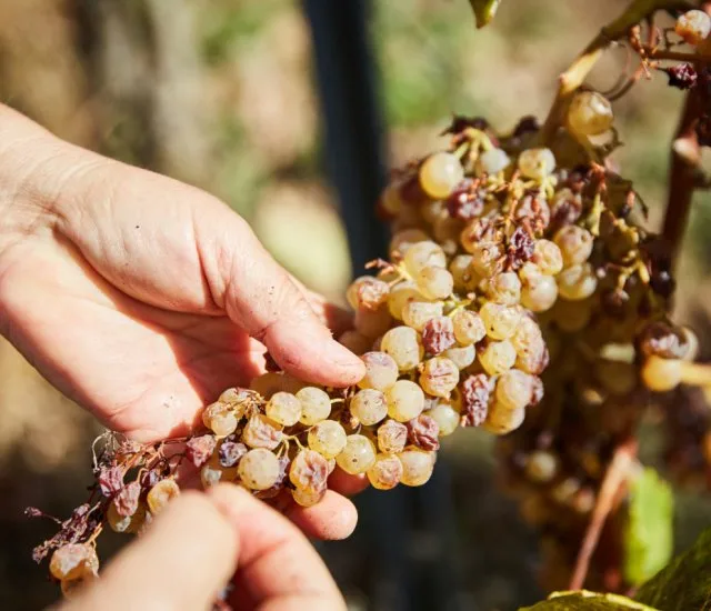 Ismét a tokaji aszút ünnepelhetjük