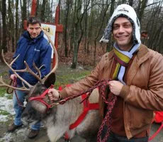 Harsányi Leviékkel kerültek kifutóra a rénszarvasok
