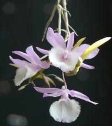 Indonézia csodálatos orchideái