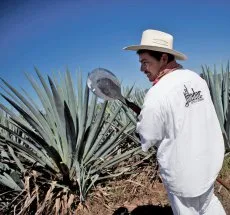 Mexikó őshonos itala meghódítja a világot