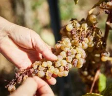 Ismét a tokaji aszút ünnepelhetjük