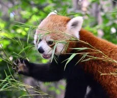 Párt kapott a vörös panda